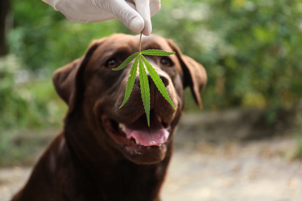 best cbd oil for dogs
